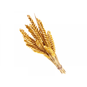 Compléments alimentaires à base de germe de blé