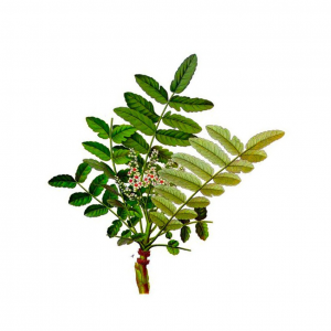Boswellia serrata 