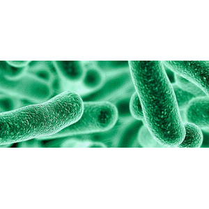 Lactobacillus Brevis