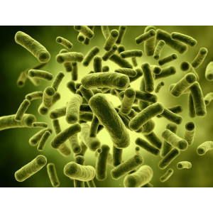 Lactobacillus Acidophilus