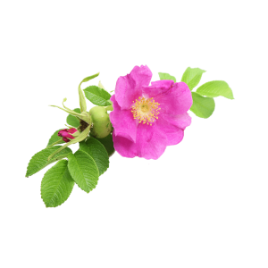 Huile de Rose de Damas