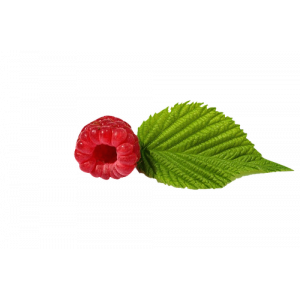 Extrait de feuilles de framboisier 