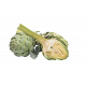 Artichaut