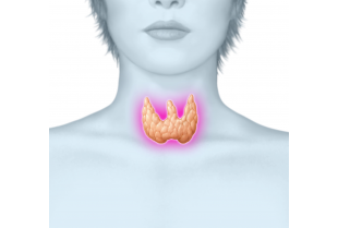 Cat&eacute;gories Thyroïde